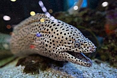 开放世界冒险载具建造游戏《勇敢者》现已推出试玩Demo